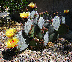 Cactus Flowers (2414)