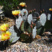 Cactus Flowers (2414)