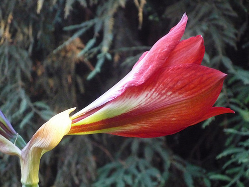 Canna naciente