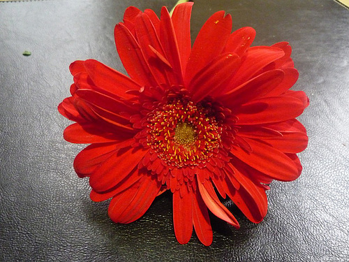 Flor roja en fondo oscuro