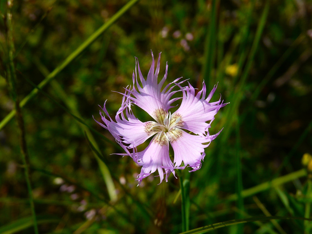 Crazy little flower