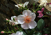 Rosa 'Astronomia '