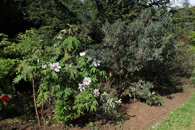 Pivoine arbustive et Colletia paradoxa