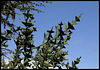 Colletia paradoxa