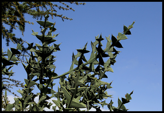 Colletia paradoxa