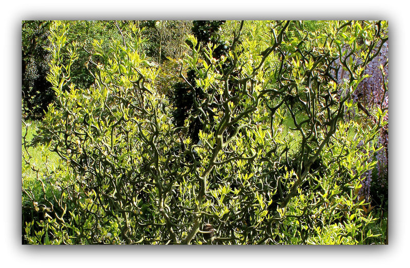 Poncirus trifoliata contorta