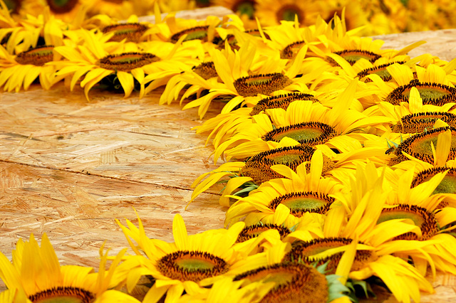 sunflower all over