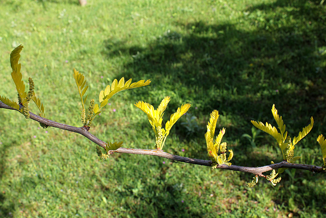 Gleditsia triacanthos ' Sunburst'