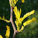 Gleditzia triacanthos ' Sunburst'