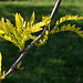 Gleditsia triacanthos ' Sunburst'