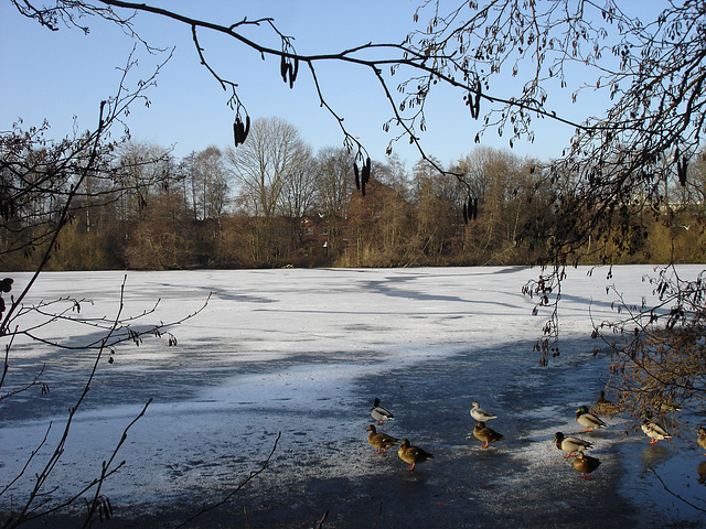 Jenfelder See im Winter