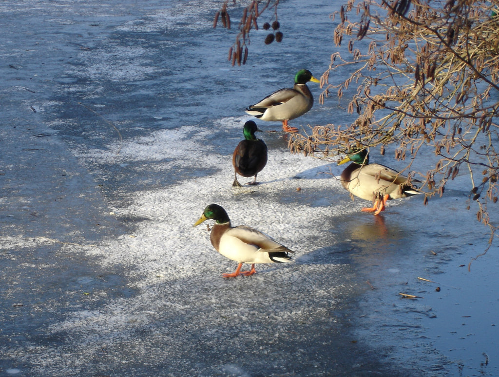 Winter am See