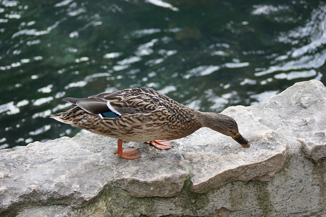 madame colvert