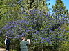 California Lilac (2285)