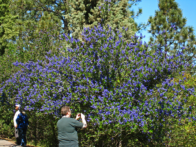 California Lilac (2285)