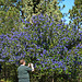 California Lilac (2285)