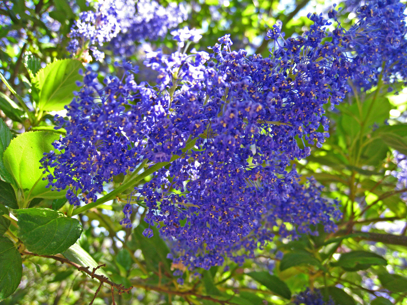 California Lilac (2288)