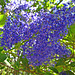 California Lilac (2288)