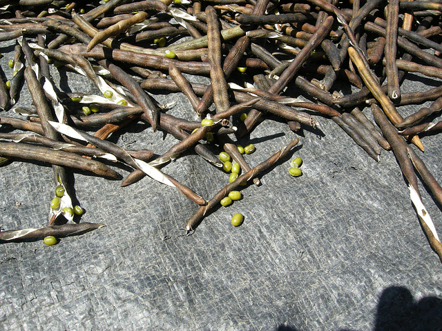 sie springen und hüpfen