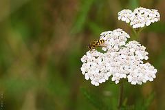 Hoverfly - Yarrow