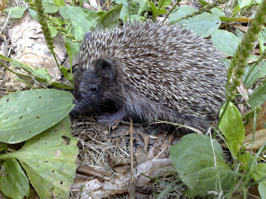 Young hedgehog