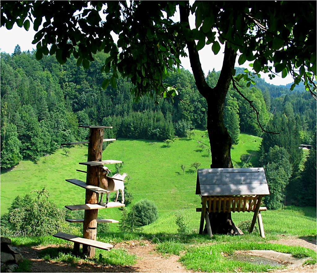 Kletterbaum für Ziegen