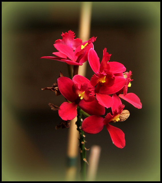 Epidendrum hybride