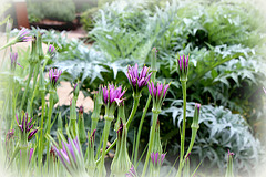 Tragopogon porrifolius