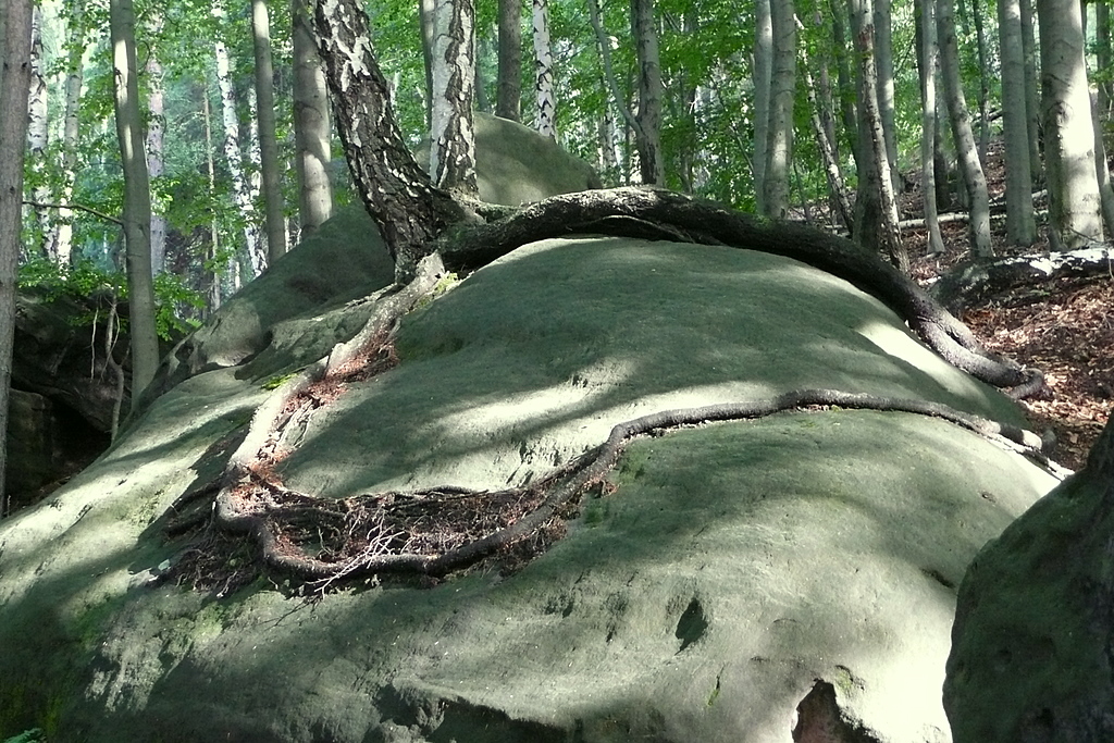 Kleiner Ipernity Treff auf dem Lilienstein