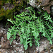 Lactuca muralis