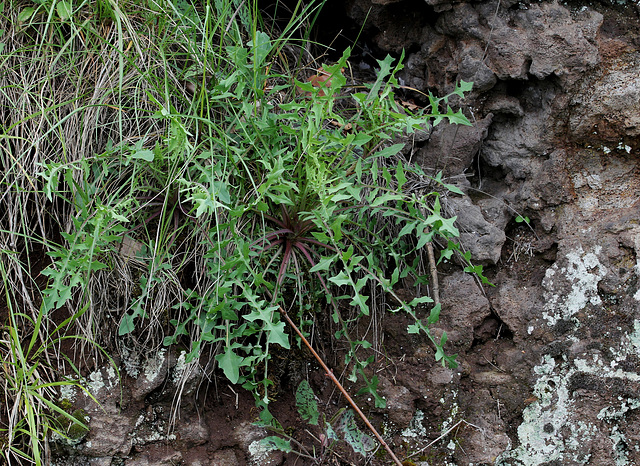 Lactuca perennis