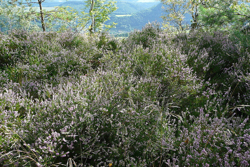 Kleiner Ipernity Treff auf dem Lilienstein