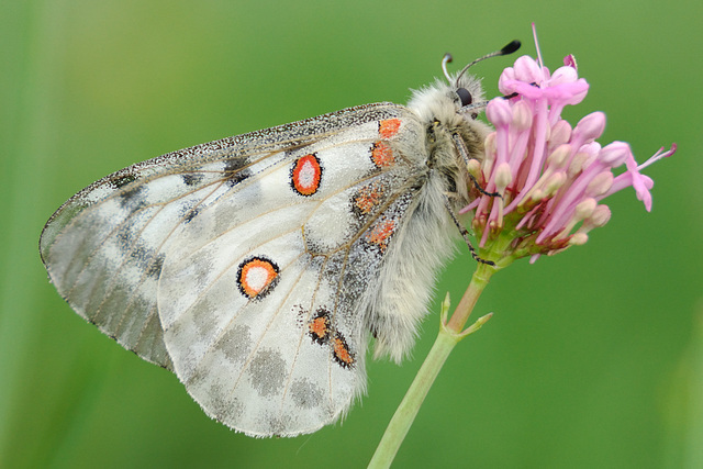 Apollon (femelle)