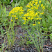 Euphorbia cyparissias  (3)