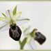 Ophrys