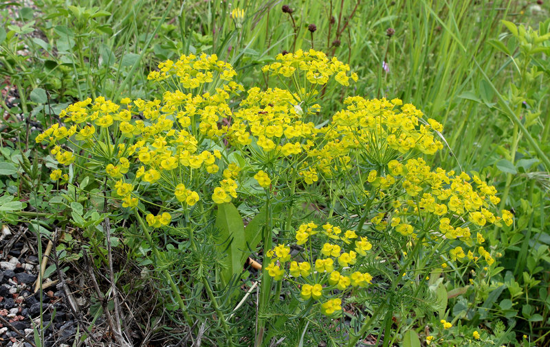 Euphorbia cyparissias