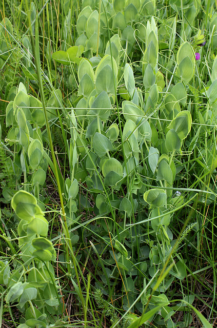 Lathyrus aphaca