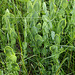 Lathyrus aphaca
