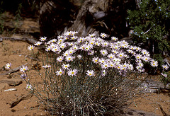 Flowers in dry earth