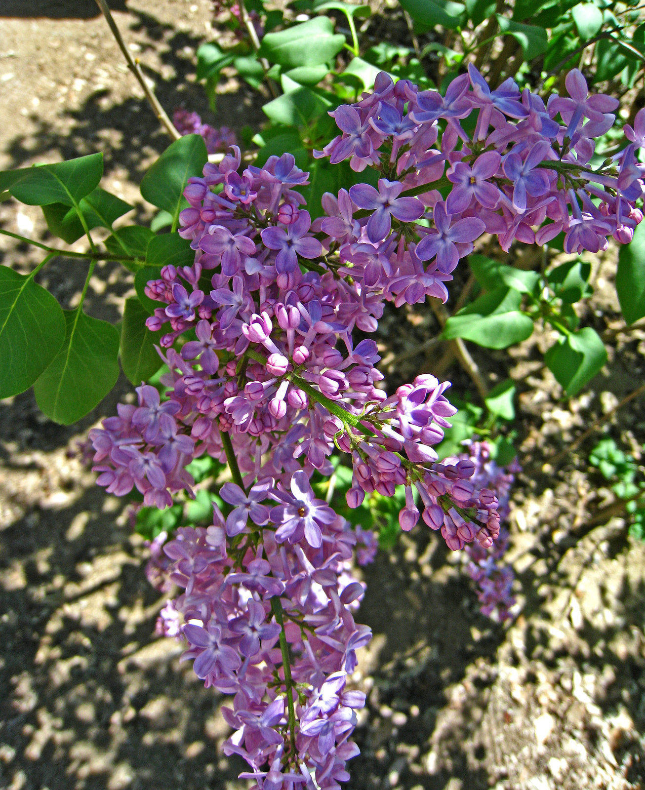 Lilac (2338)