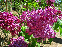 Lilac (2339)