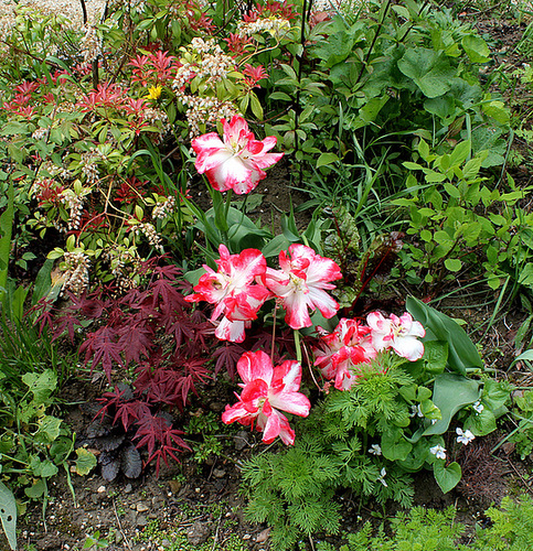 Tulipes  (2)