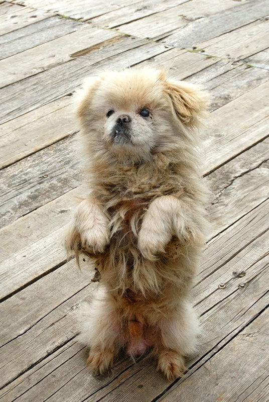 Tibetan Terrier