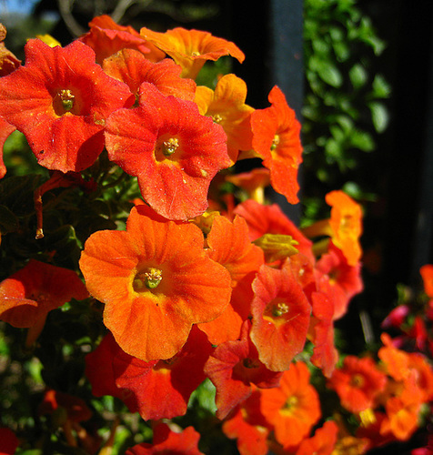Descanso Gardens (2223)