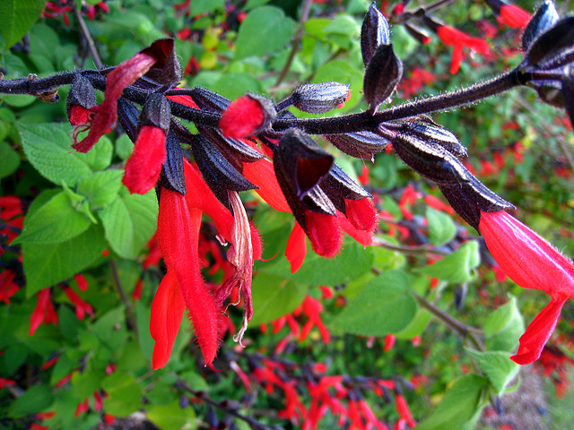 Descanso Gardens (2226)