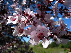 Descanso Gardens (2258)