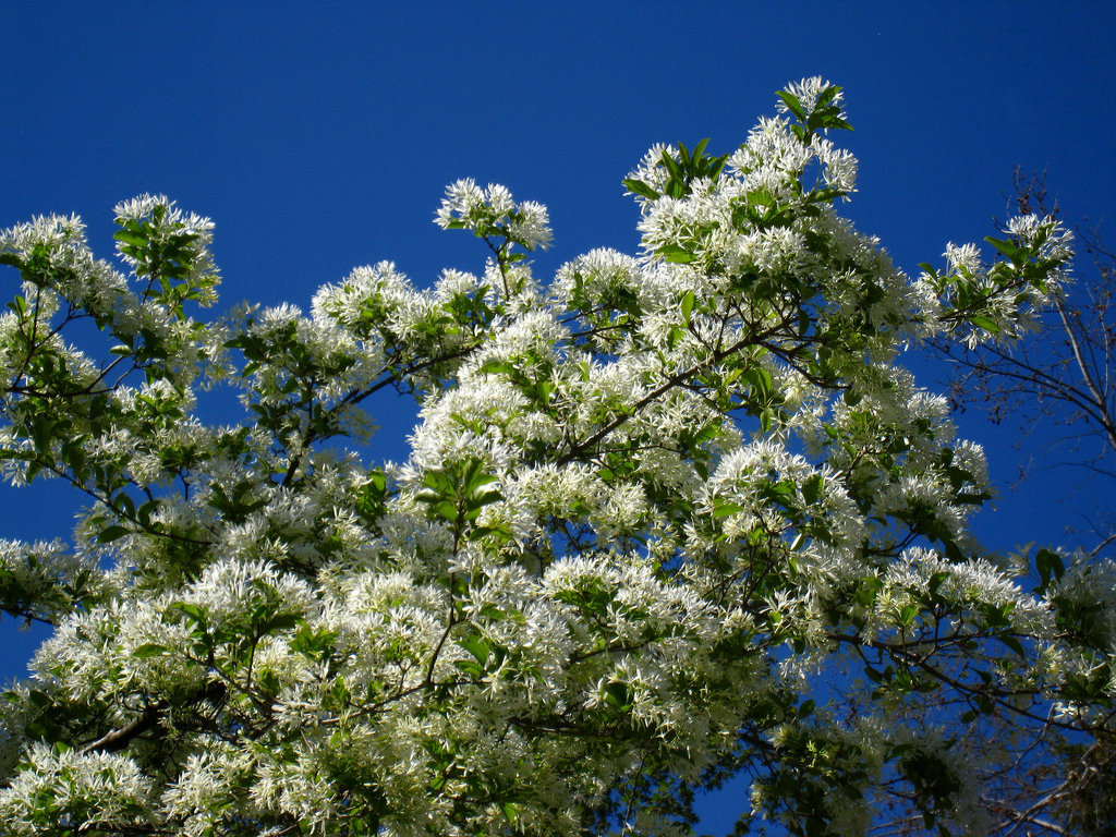 Descanso Gardens (2266)