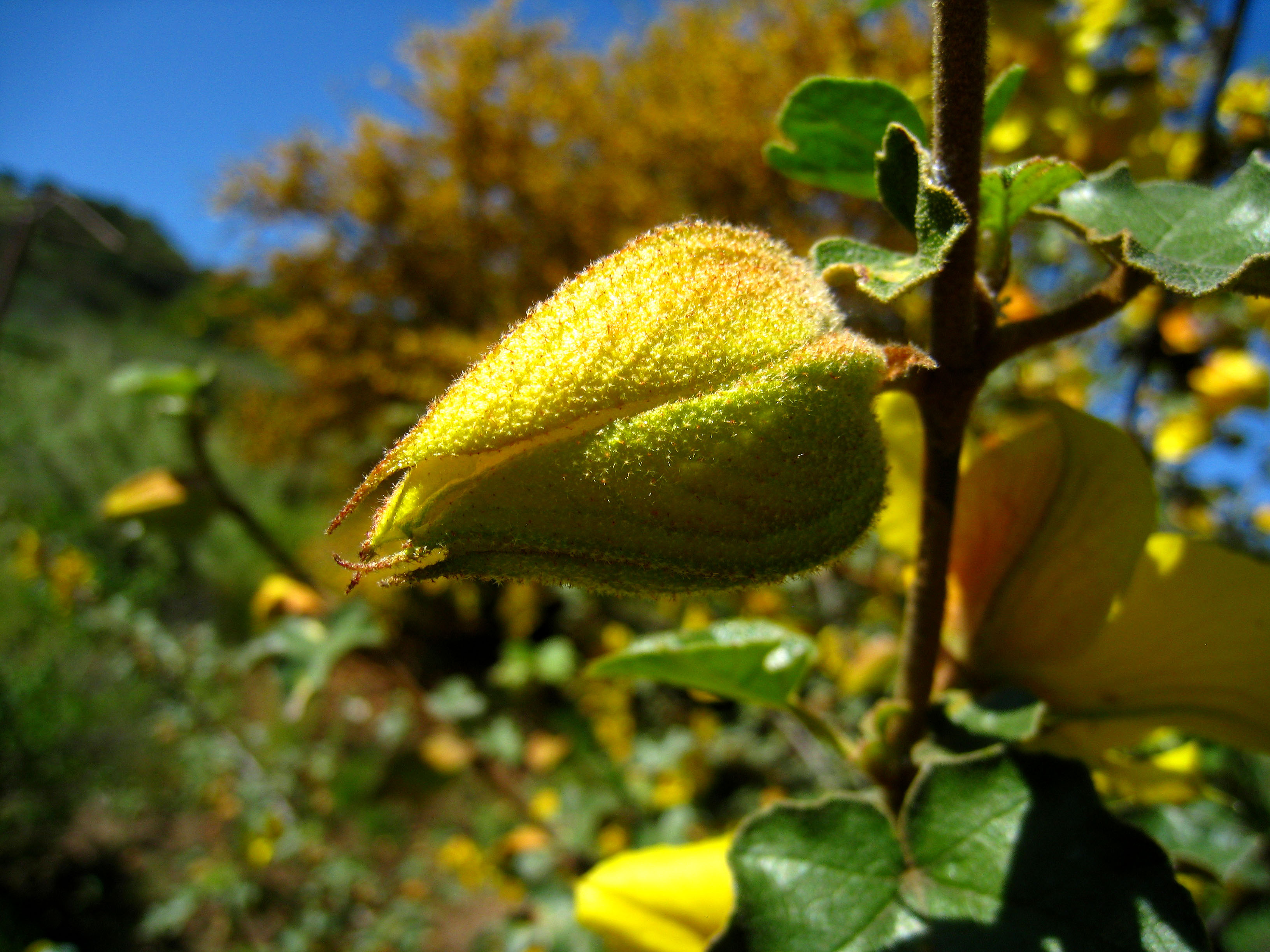 Descanso Gardens (2283)