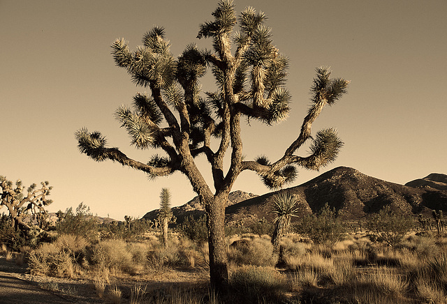 "Desert tree, dreamed I saw a desert tree …”