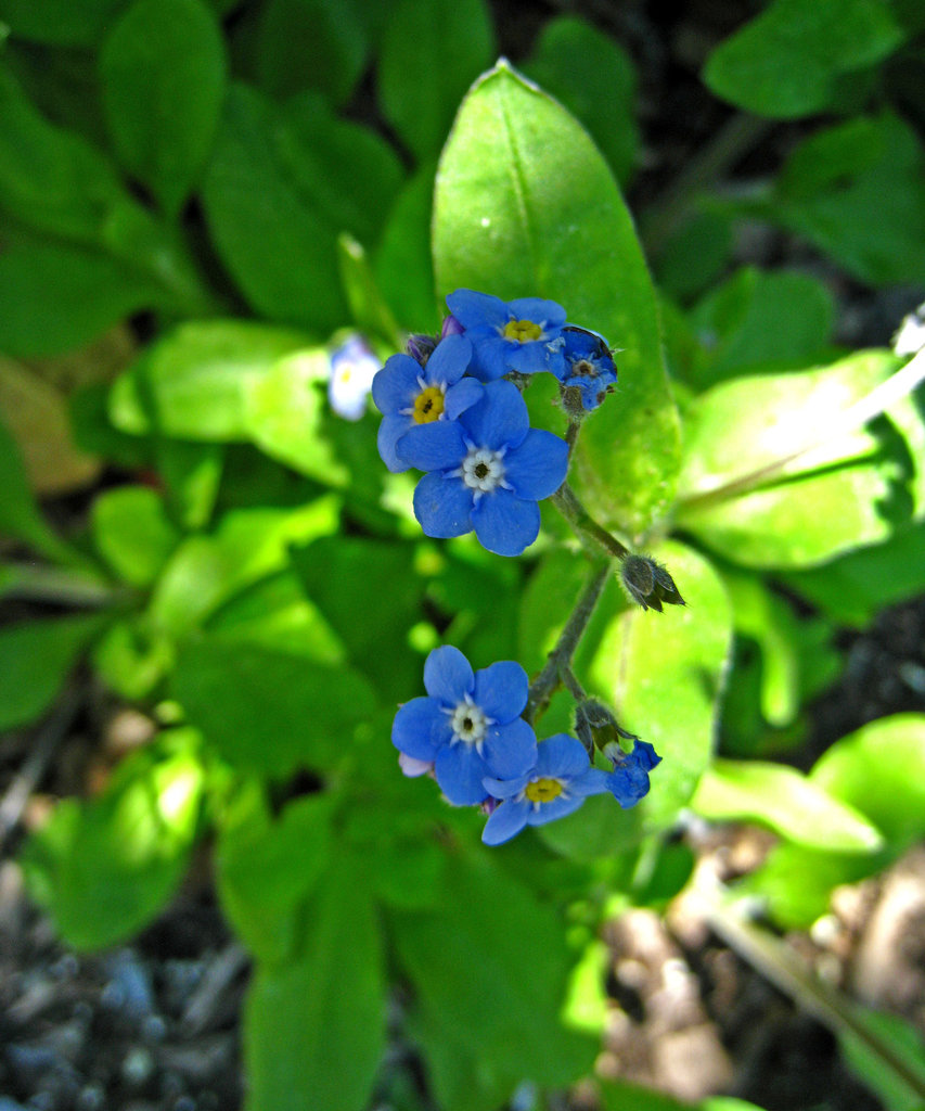 Descanso Gardens (2352)